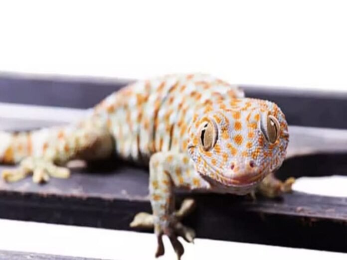 Lizard
