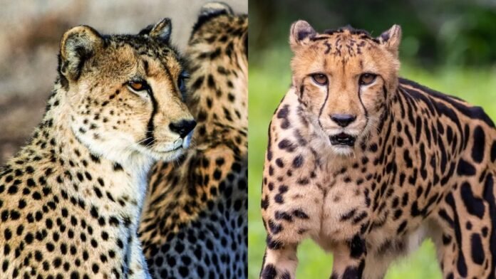 cheetah