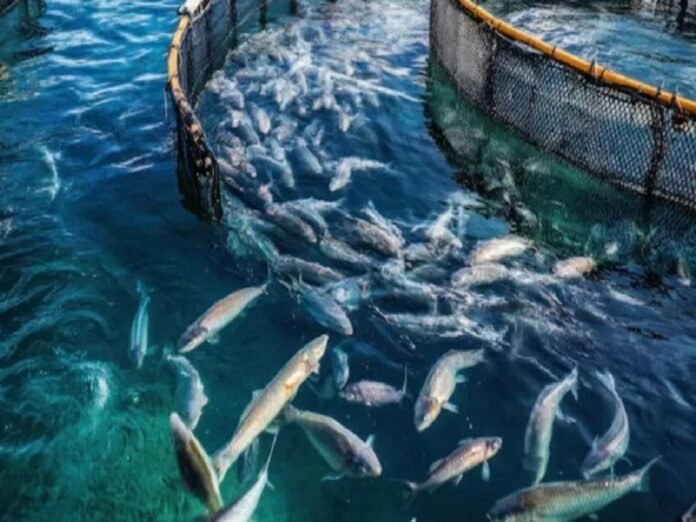Bihar Fish Farming